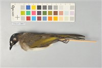 藏品(白頭翁)的圖片